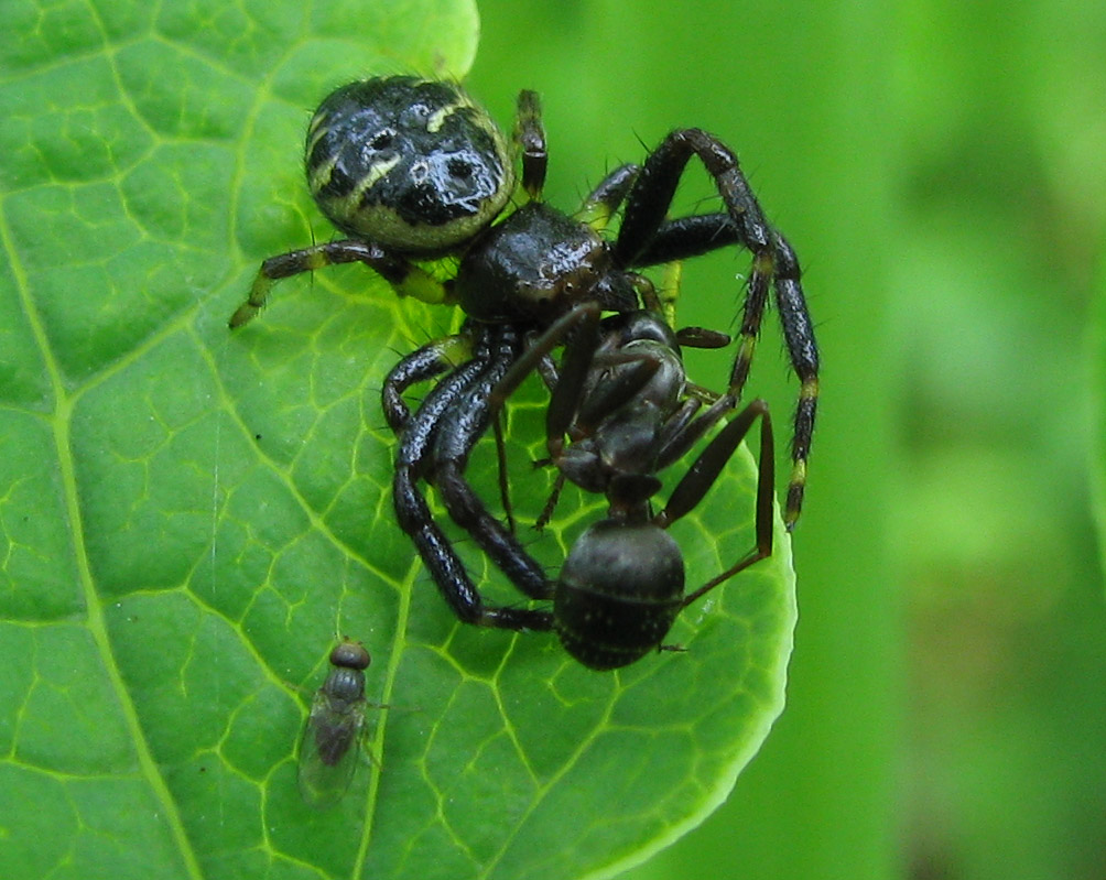 Synaema globosum con preda e... dittero cleptoparassita?